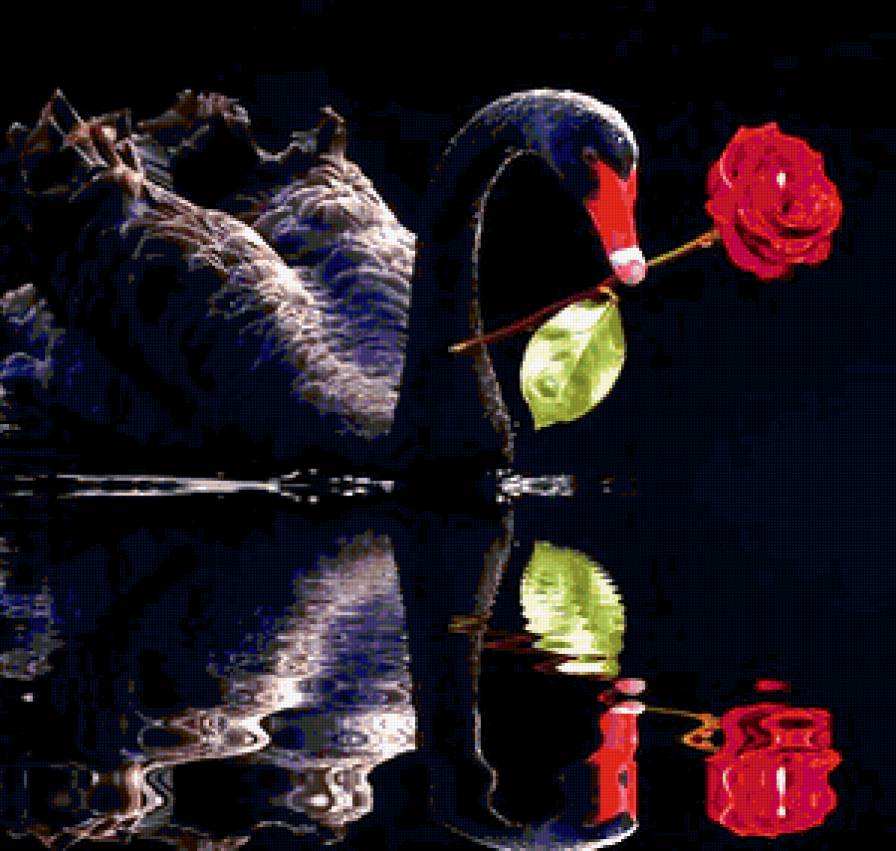 Черный лебедь - картина, лебедь, роза - предпросмотр