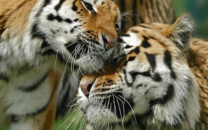 Тигриная любовь - тигры - оригинал