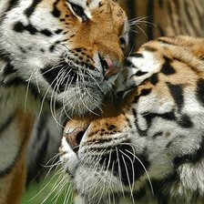 Тигриная любовь