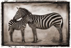 Зебра и зебренок - животные - оригинал