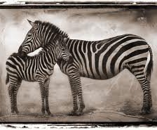 Зебра и зебренок