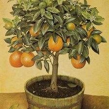 Оригинал схемы вышивки «апельсиновое дерево» (№301425)