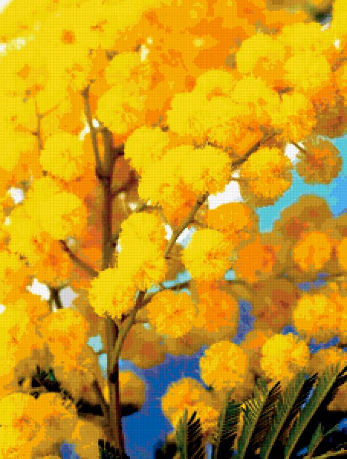 мимоза - весна, цветы - предпросмотр