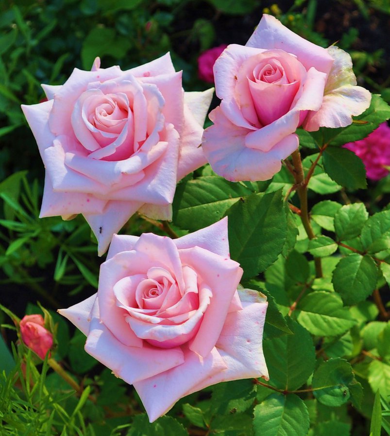 розовые розы - цветы, розы, букет - оригинал