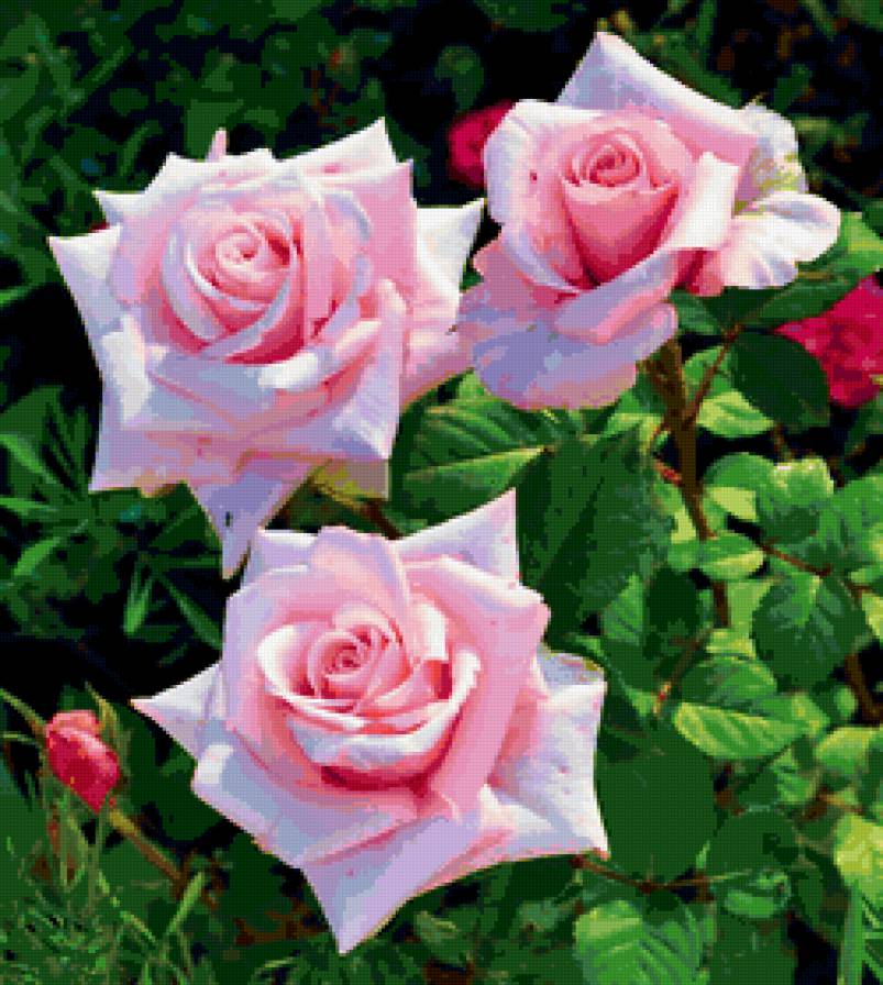 розовые розы - цветы, букет, розы - предпросмотр