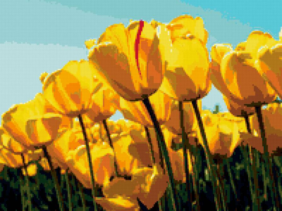 Жёлтые тюльпаны - цветы - предпросмотр