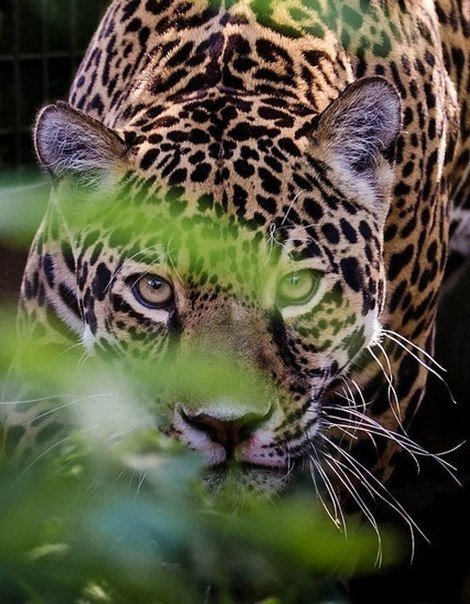 леопард - животные, хищники, кошки, лео - оригинал