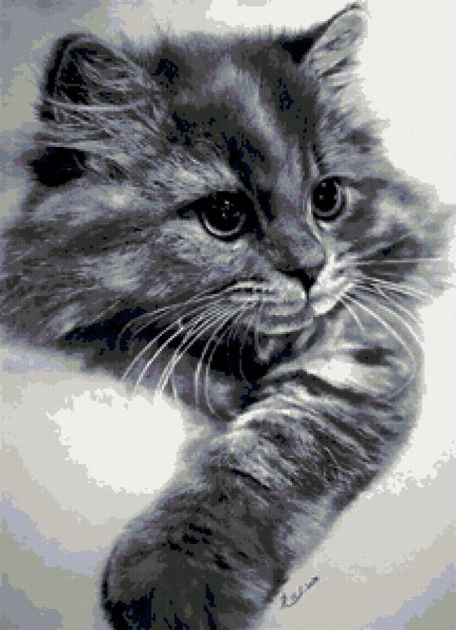 котенок - кошка, животные, кот, кошечка, кошки, котик, черно-белое - предпросмотр