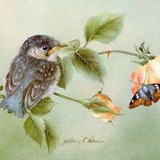 птенчик и бабочка на веточке розы