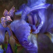 Оригинал схемы вышивки «темно синие ирисы, бабочка» (№302643)