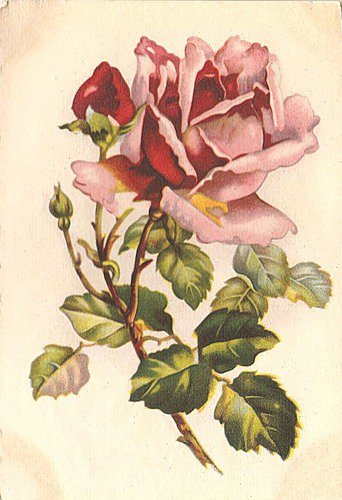 роза - цветы - оригинал