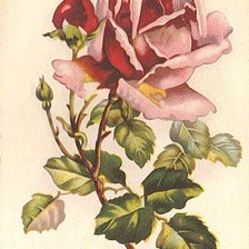 Оригинал схемы вышивки «роза» (№302991)