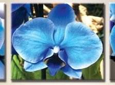 Триптих Синие орхидеи