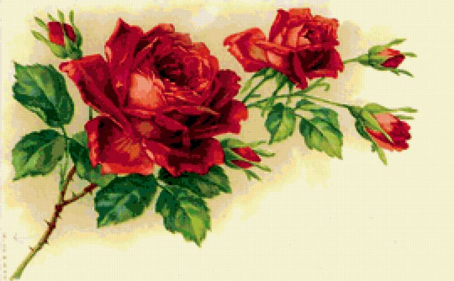 розы - цветы - предпросмотр