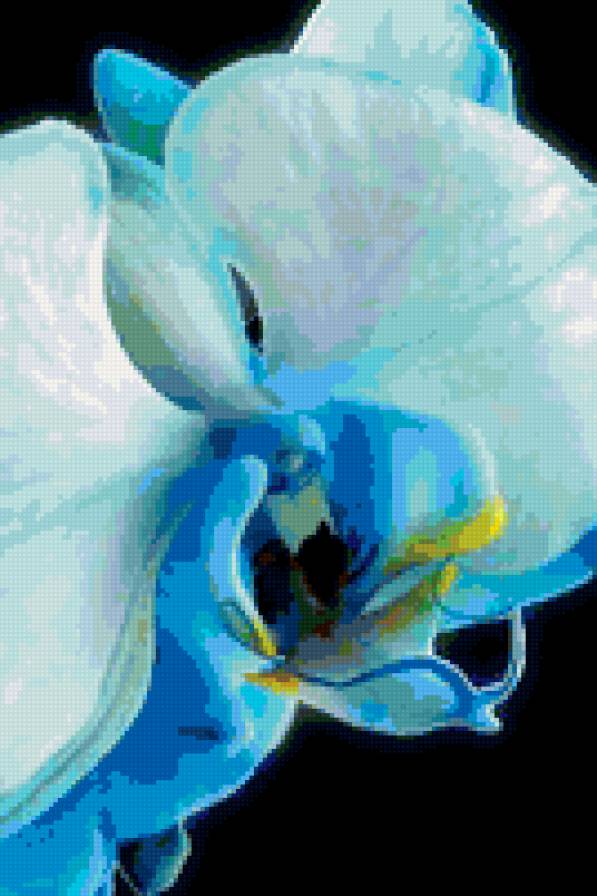 Синяя орхидея - орхидеи, цветы - предпросмотр
