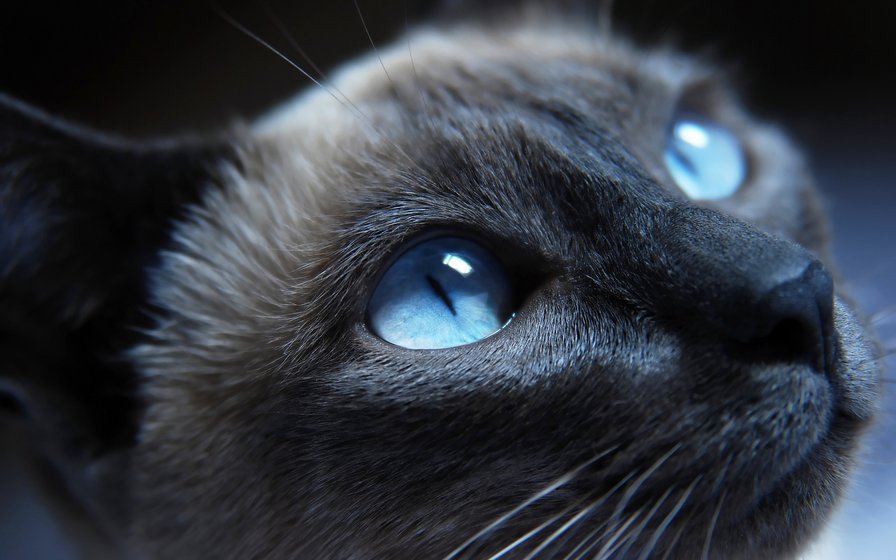 Сиамский кот - глаза, сиам, кот, тайский кот - оригинал