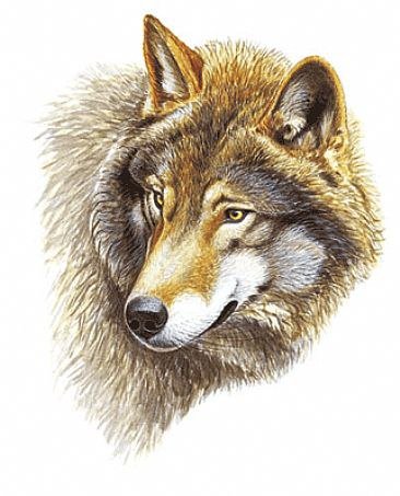 волк - животные - оригинал