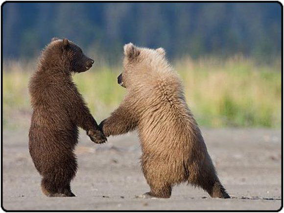 друзья - природа, животные, медведь, медвежонок - оригинал