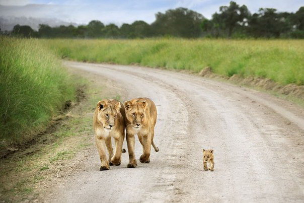 семья - животные, природа, львы - оригинал