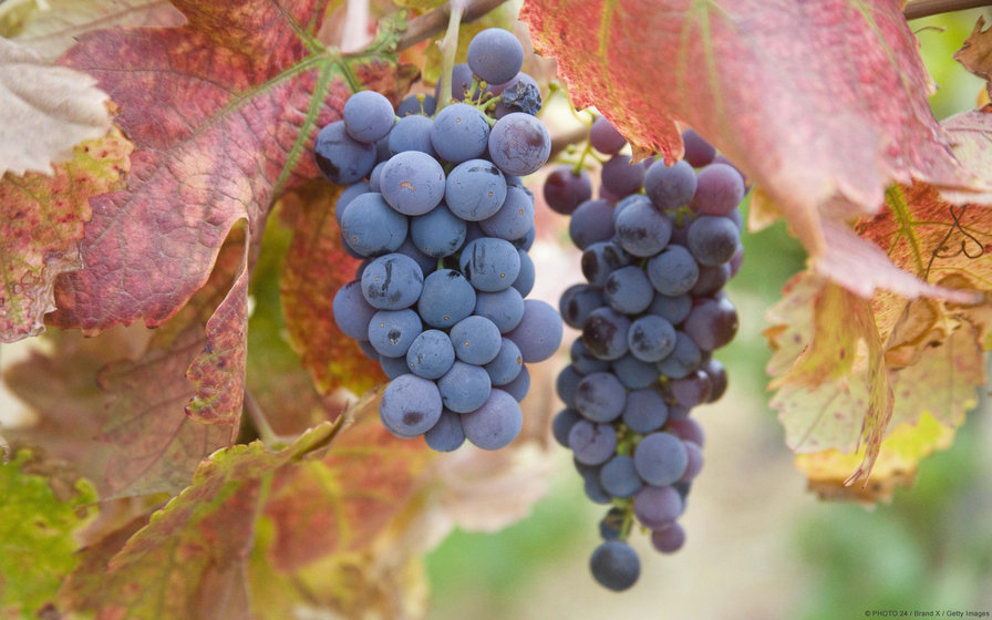 Виноград - фрукты, виноград - оригинал