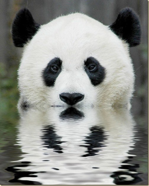 панда - панда, вода - оригинал