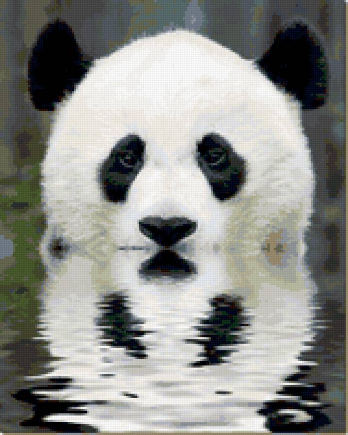 панда - вода, панда - предпросмотр