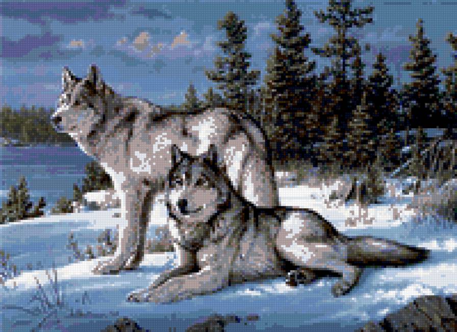 волки - животные, пара, волки - предпросмотр