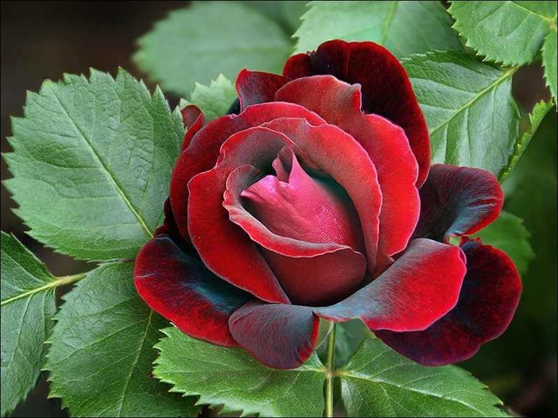 красная роза - цветы - оригинал