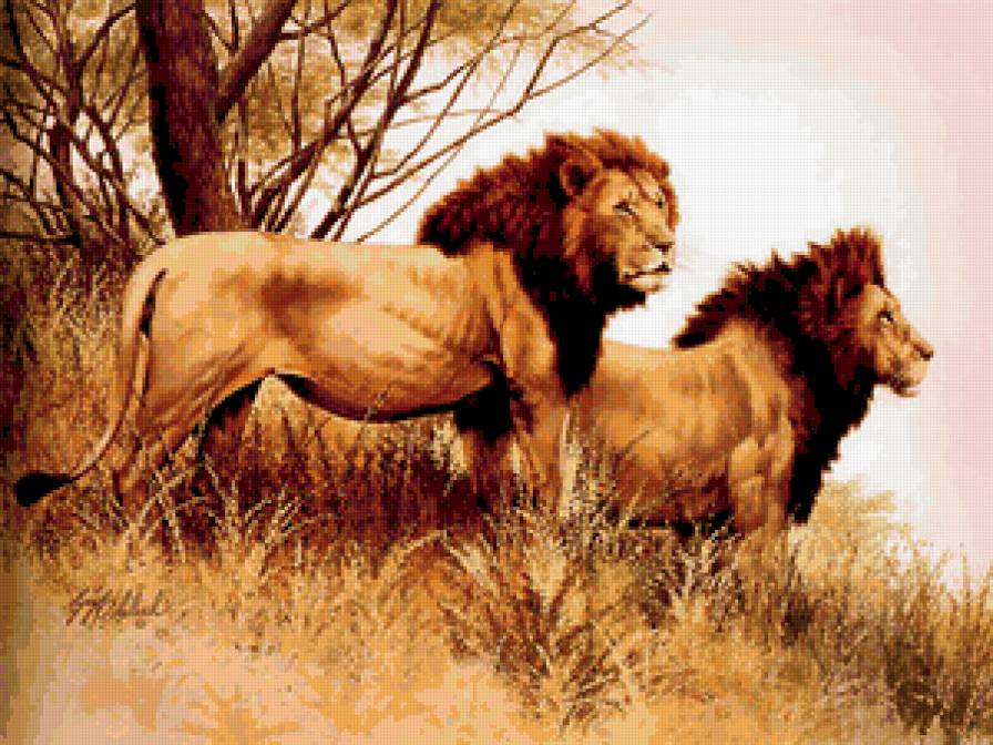 Львы - животные, звери, львы - предпросмотр