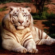 Оригинал схемы вышивки «белый тигр» (№308428)