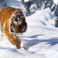 тигр в снегу