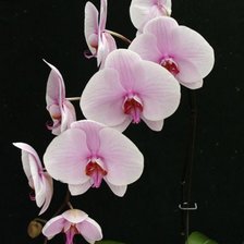 Оригинал схемы вышивки «орхидея» (№308757)