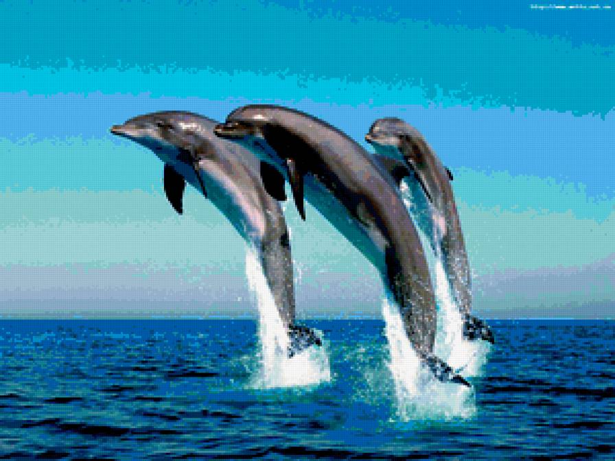Дельфины - предпросмотр
