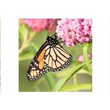 Схема вышивки «butterflies»