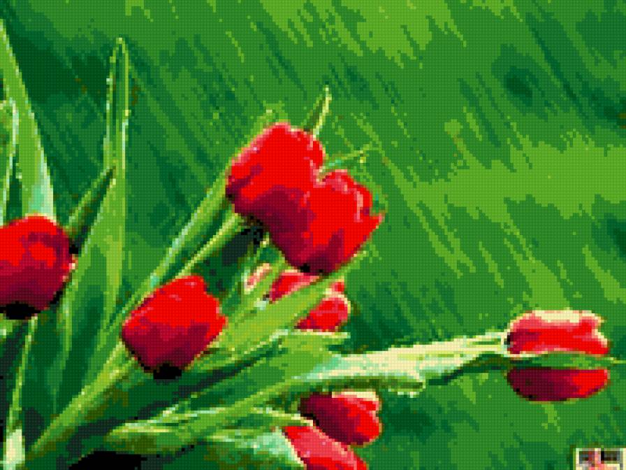 tulips in rain - flowers - предпросмотр