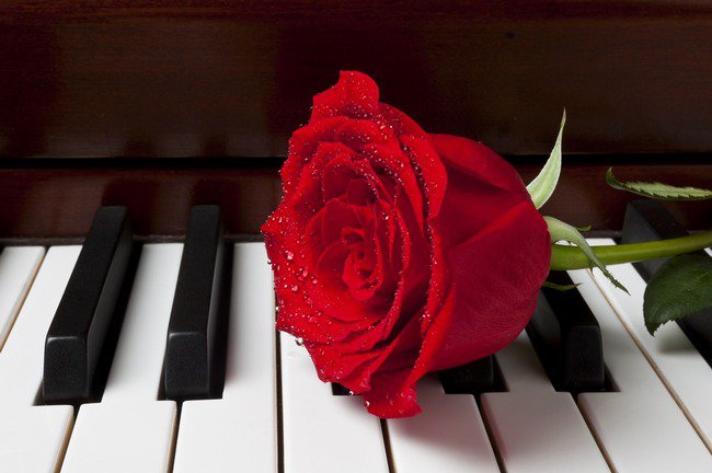 Роза на рояле - пианино, рояль, цветок, роза - оригинал