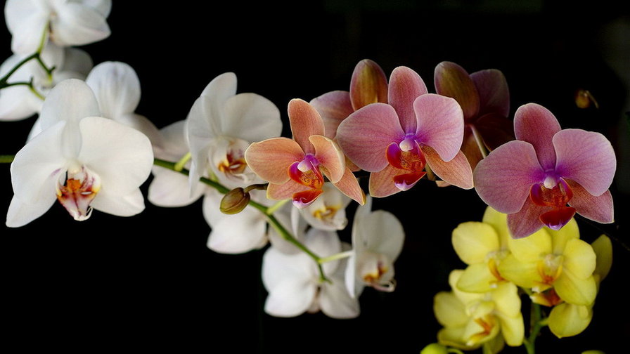 Орхидея - цвети, орхидея - оригинал
