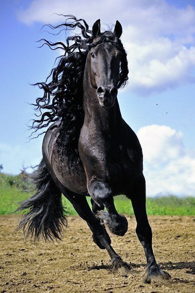 Черный конь - животные, конь - оригинал