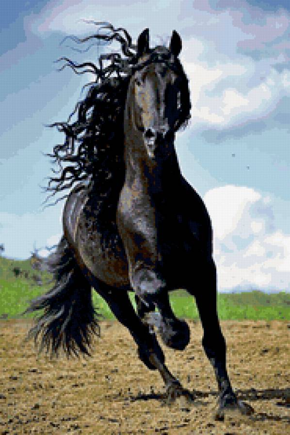 Черный конь - животные, конь - предпросмотр