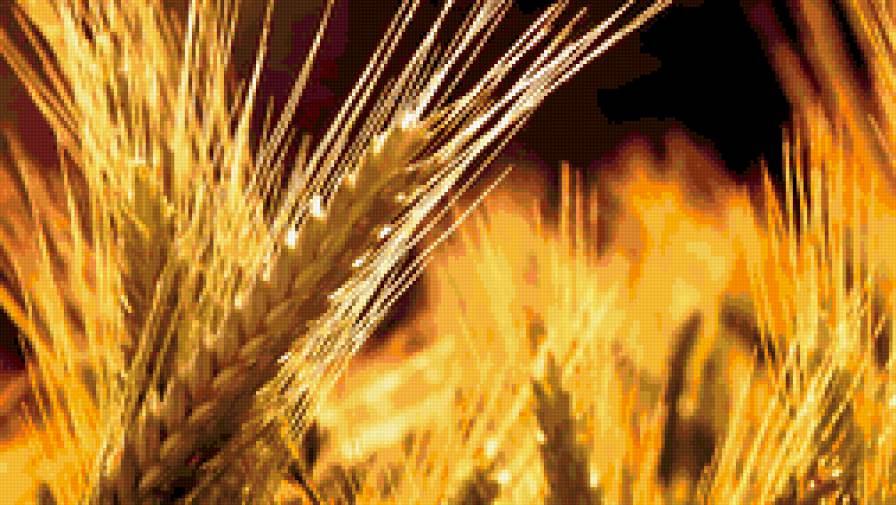 Золотая пшеничка - поле, пшеница - предпросмотр