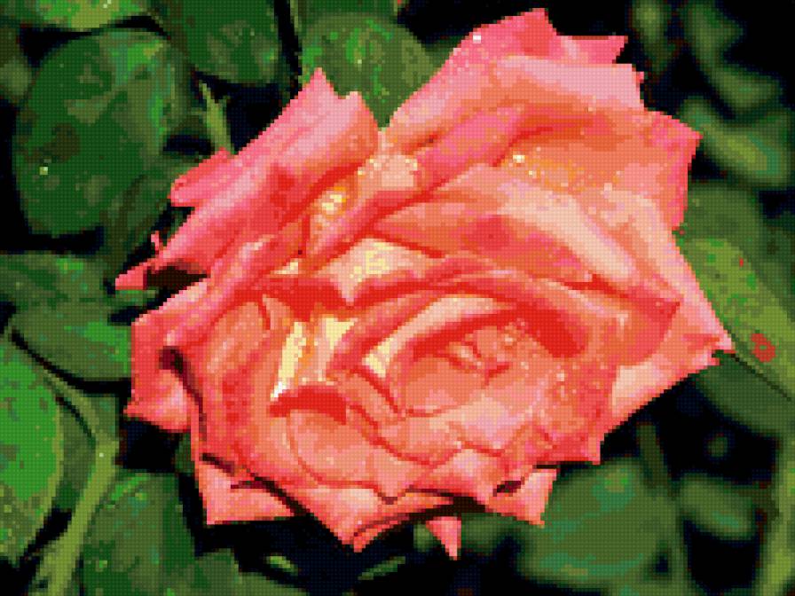 роза - розы, цветок, цветы, роза - предпросмотр