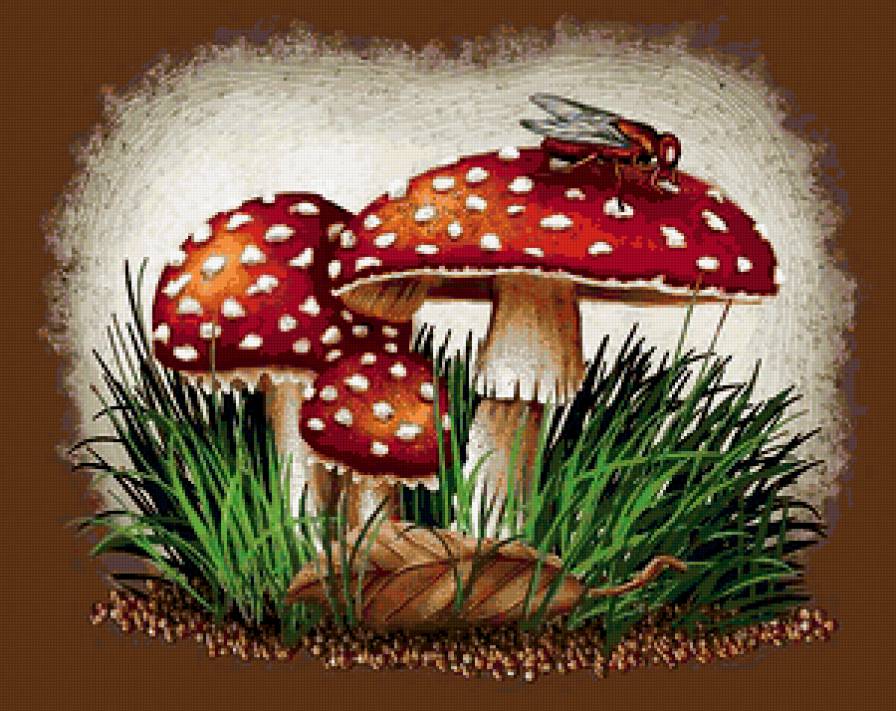 мухоморы - грибы - предпросмотр