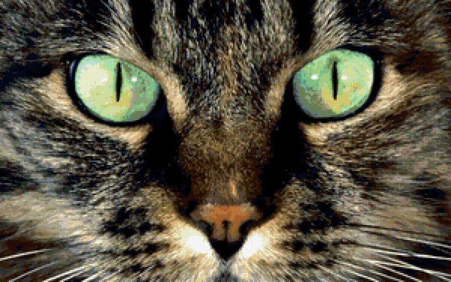 Глаза - кошка, животные, домашние животные - предпросмотр