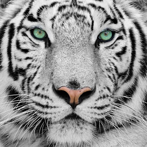 в мире животных - тигры, хищники, животные - оригинал
