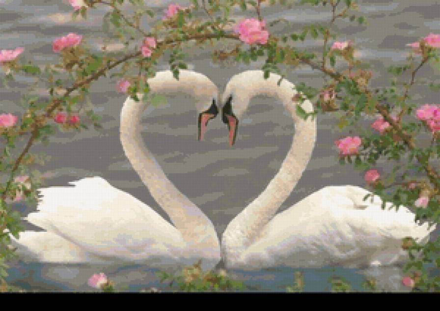 Лебеди - природа, картина, озеро, любовь, цветы, лебеди - предпросмотр