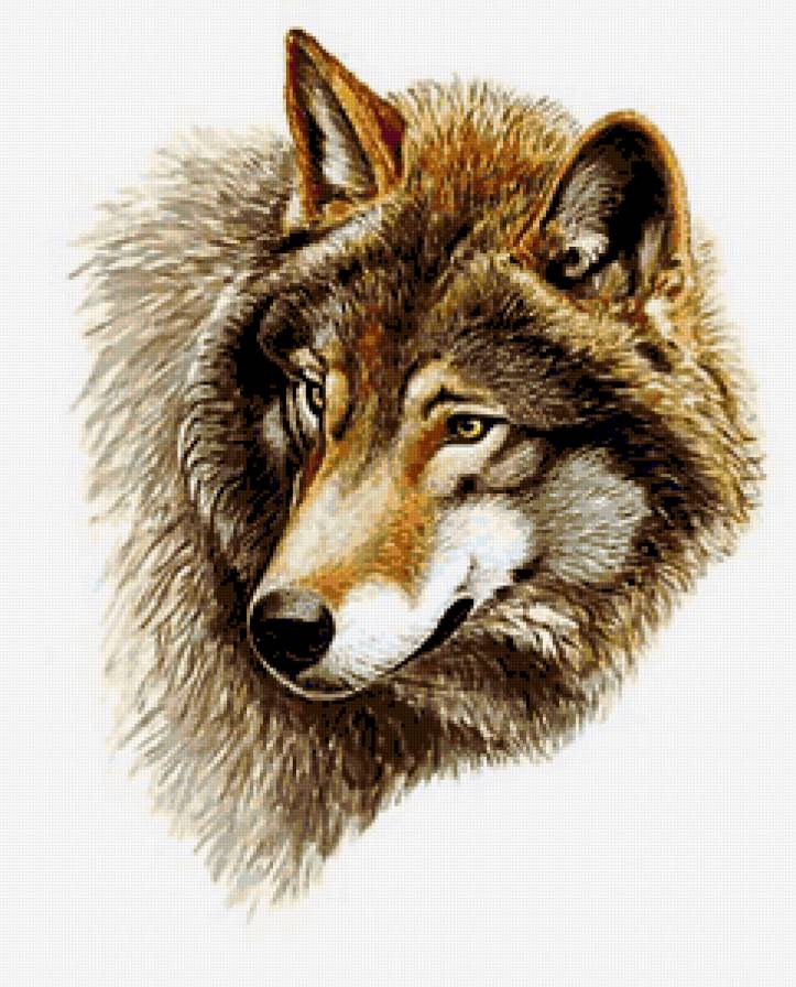 Волк - волк, животные, волки, звери, хищники - предпросмотр