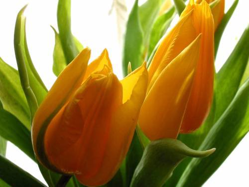 желтые тюльпаны - цветы - оригинал
