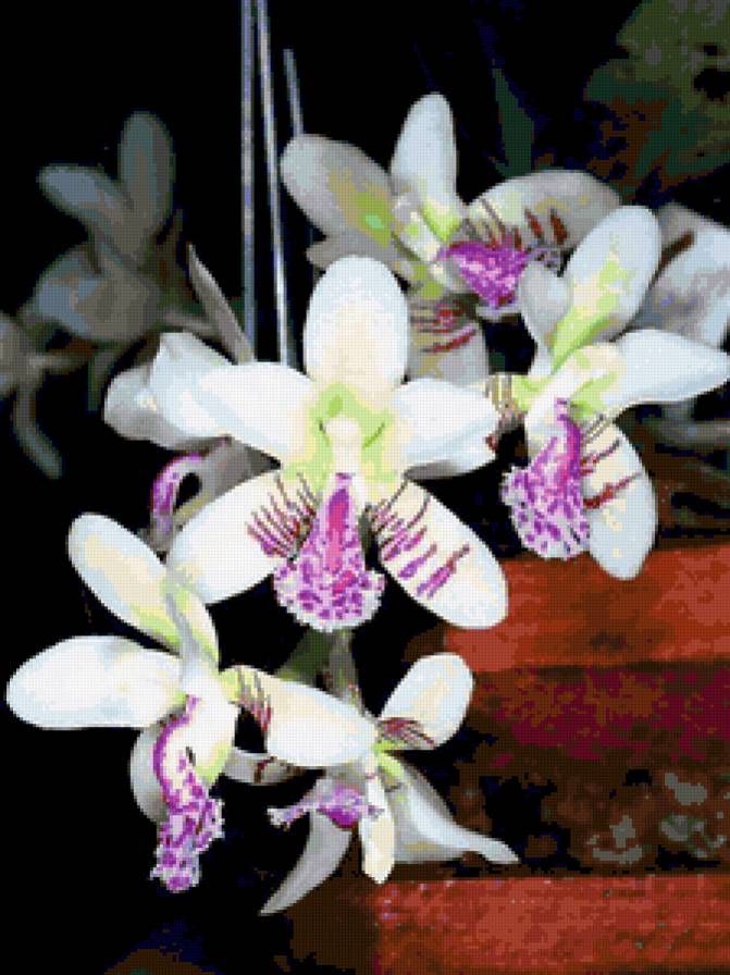 орхідея - орхідея, квіти - предпросмотр