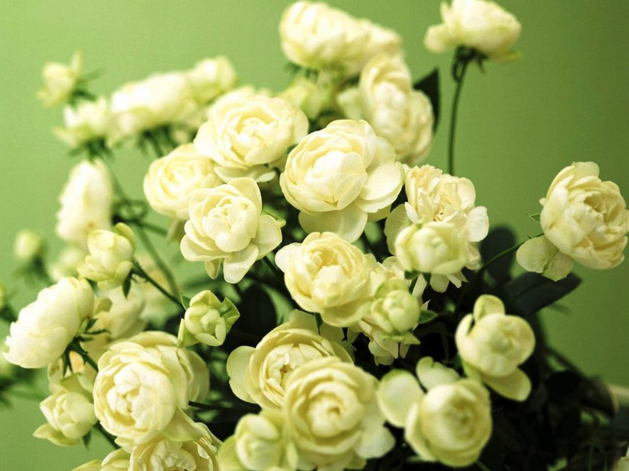 беленькие цветочки - букет, цветы, лютики, белые - оригинал