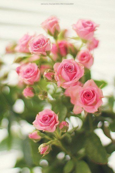 Розочки - розы, шебишик, цветы, шеби, шебби, цветок, шеббишик, розочки - оригинал